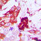 Aquaporin 3 (Gill Blood Group) antibody, LS-C353898, Lifespan Biosciences, Immunohistochemistry frozen image 