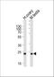 Phospholipase D6 antibody, A10904, Boster Biological Technology, Western Blot image 