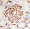 Interleukin 17 Receptor D antibody, AF2275, R&D Systems, Immunohistochemistry frozen image 