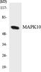 Mitogen-Activated Protein Kinase 10 antibody, LS-B14680, Lifespan Biosciences, Western Blot image 
