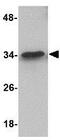 MIMP antibody, GTX31786, GeneTex, Western Blot image 