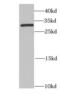 Dehydrogenase/Reductase 9 antibody, FNab02374, FineTest, Western Blot image 