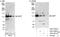 Microtubule Associated Protein 7 antibody, A301-491A, Bethyl Labs, Immunoprecipitation image 