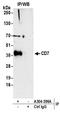 CD7 Molecule antibody, A304-396A, Bethyl Labs, Immunoprecipitation image 