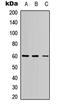 ETS2 Repressor Factor antibody, LS-C356024, Lifespan Biosciences, Western Blot image 