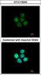 Zinc Finger Protein 587 antibody, GTX119240, GeneTex, Immunocytochemistry image 