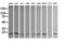 Ubiquitin Conjugating Enzyme E2 G2 antibody, LS-C174251, Lifespan Biosciences, Western Blot image 