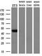 Golgin, RAB6 Interacting antibody, M09417-1, Boster Biological Technology, Western Blot image 