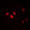 Nescient Helix-Loop-Helix 1 antibody, orb256591, Biorbyt, Immunofluorescence image 