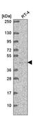 TEA Domain Transcription Factor 2 antibody, HPA066292, Atlas Antibodies, Western Blot image 