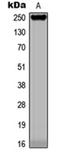 UPF0378 protein KIAA0100 antibody, orb315583, Biorbyt, Western Blot image 