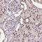 Pre-MRNA Processing Factor 19 antibody, HPA038051, Atlas Antibodies, Immunohistochemistry frozen image 