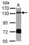 Ring Finger Protein 40 antibody, NBP2-20190, Novus Biologicals, Western Blot image 