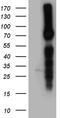 Sodium Channel Epithelial 1 Alpha Subunit antibody, TA890149, Origene, Western Blot image 