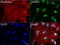 DEAD-Box Helicase 56 antibody, LS-C796876, Lifespan Biosciences, Immunofluorescence image 