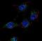 SREBF Chaperone antibody, LS-B9086, Lifespan Biosciences, Immunofluorescence image 