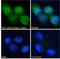 Casein Kinase 1 Delta antibody, LS-C54610, Lifespan Biosciences, Immunofluorescence image 