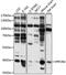 Serine/threonine-protein phosphatase 2A activator antibody, 14-221, ProSci, Western Blot image 