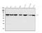 Ubiquitin carboxyl-terminal hydrolase 21 antibody, A06639-1, Boster Biological Technology, Western Blot image 