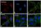 Calnexin antibody, PA1-30197, Invitrogen Antibodies, Immunofluorescence image 
