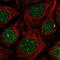 Regulator Of Cell Cycle antibody, NBP2-56182, Novus Biologicals, Immunocytochemistry image 