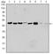 Aurora Kinase A antibody, TA336917, Origene, Western Blot image 