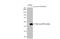Zika Virus antibody, GTX133323, GeneTex, Western Blot image 
