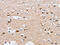 Complement C3a Receptor 1 antibody, CSB-PA251074, Cusabio, Immunohistochemistry paraffin image 