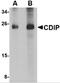 Cell Death Inducing P53 Target 1 antibody, 5047, ProSci, Western Blot image 