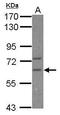 Cytoplasmic polyadenylation element-binding protein 2 antibody, PA5-30938, Invitrogen Antibodies, Western Blot image 