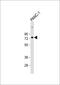 SUMO Specific Peptidase 1 antibody, GTX23656, GeneTex, Western Blot image 
