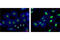 Histone Cluster 4 H4 antibody, 9672S, Cell Signaling Technology, Immunofluorescence image 
