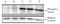 Phosphoserine antibody, NB100-1981, Novus Biologicals, Western Blot image 