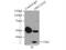 Histone Cluster 1 H1 Family Member C antibody, 19649-1-AP, Proteintech Group, Immunoprecipitation image 