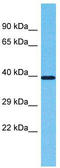 Olfactory Receptor Family 2 Subfamily L Member 2 antibody, TA337491, Origene, Western Blot image 
