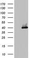 Histone Deacetylase 11 antibody, TA804436S, Origene, Western Blot image 