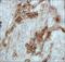 Cathepsin E antibody, NB400-152, Novus Biologicals, Immunohistochemistry frozen image 