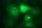 CD44 antibody, LS-C788282, Lifespan Biosciences, Immunofluorescence image 