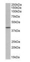 POU Class 5 Homeobox 1 antibody, orb125021, Biorbyt, Western Blot image 