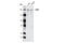 LDL Receptor Related Protein 5 antibody, 5440S, Cell Signaling Technology, Western Blot image 
