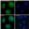 Proteasome Assembly Chaperone 1 antibody, GTX47556, GeneTex, Immunofluorescence image 