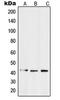S1P3 antibody, LS-C352146, Lifespan Biosciences, Western Blot image 
