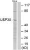 Ubiquitin Specific Peptidase 30 antibody, TA315935, Origene, Western Blot image 