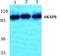A-Kinase Anchoring Protein 8 antibody, A05133-1, Boster Biological Technology, Western Blot image 