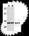 TNF Superfamily Member 13b antibody, TA306021, Origene, Western Blot image 