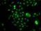 Negative Elongation Factor Complex Member E antibody, GTX33353, GeneTex, Immunofluorescence image 