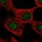 GLI Family Zinc Finger 4 antibody, HPA023131, Atlas Antibodies, Immunofluorescence image 