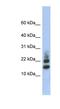 Ribosomal Protein S15a antibody, NBP1-55208, Novus Biologicals, Western Blot image 