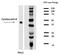 Keratin 8 antibody, GTX22530, GeneTex, Western Blot image 