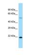 Ribosomal Protein L17 antibody, orb330827, Biorbyt, Western Blot image 